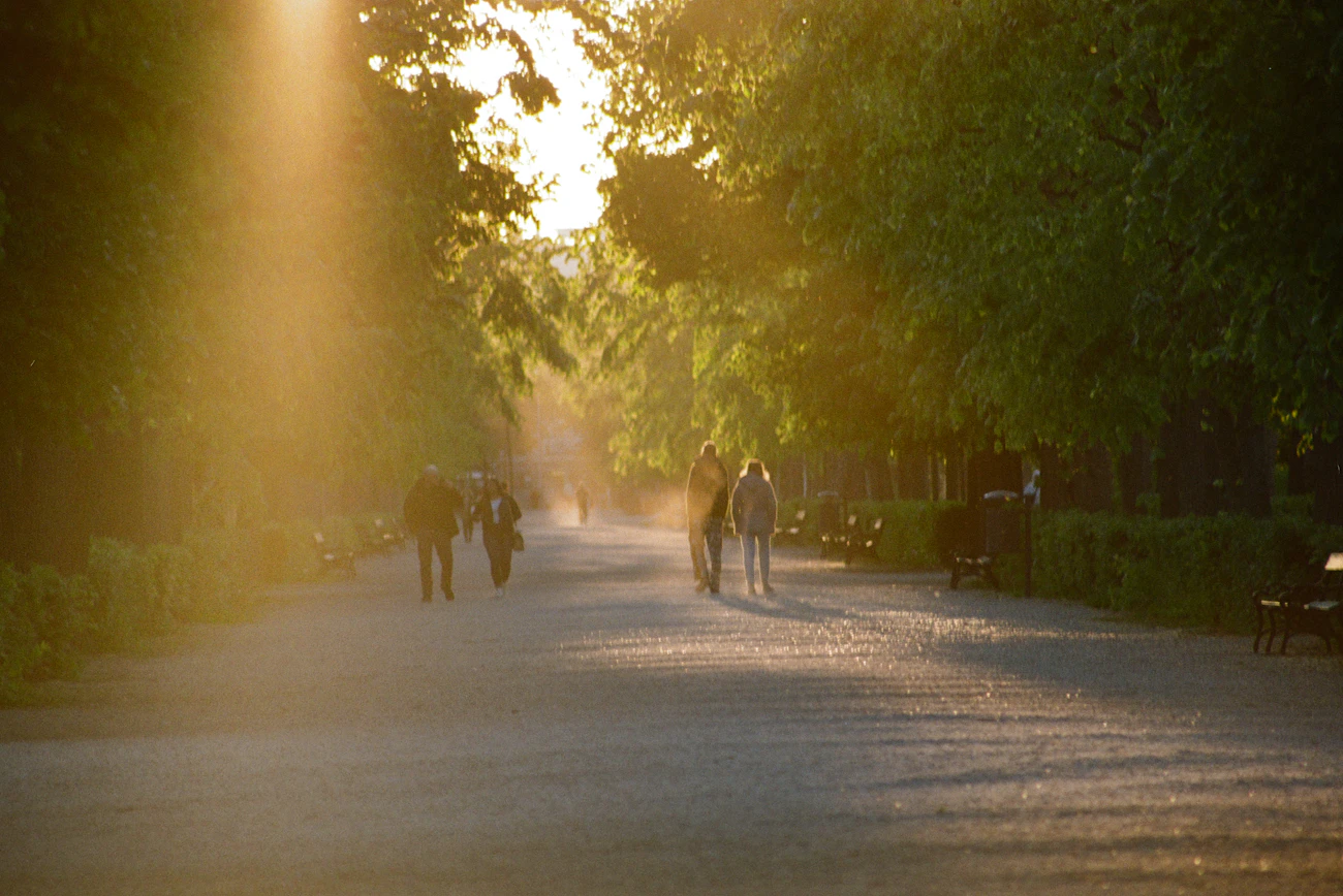 Evening light on a tree-lined walking path — the after-dinner walk in golden hour